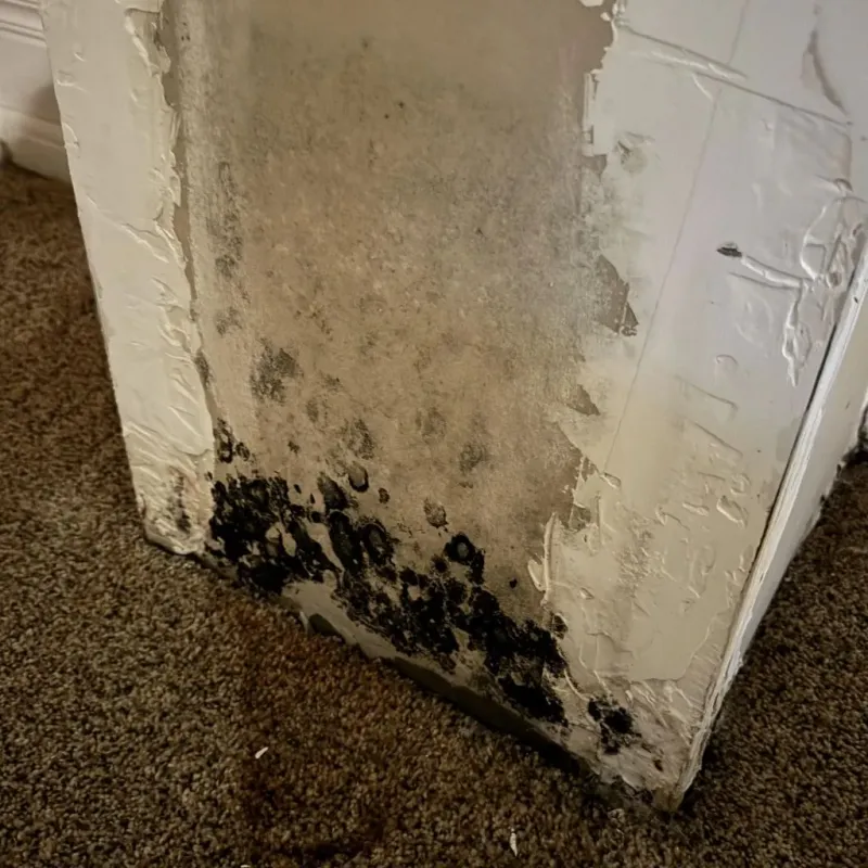 Professional Mold Removal in Clay County, AR